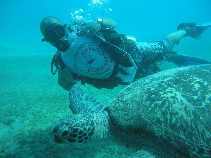 me diving with giant turtle in Red Sea