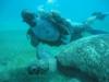 me diving with giant turtle in Red Sea