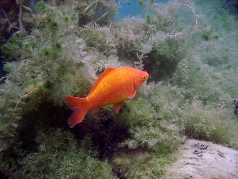 Large Gold Fish at Dutch Springs