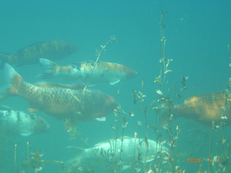 Koi at Dutch Springs