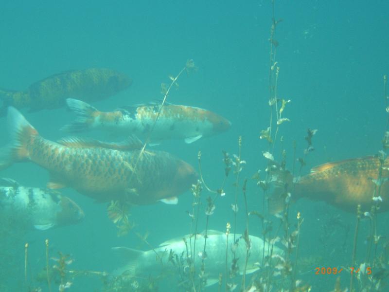 Koi at Dutch Springs