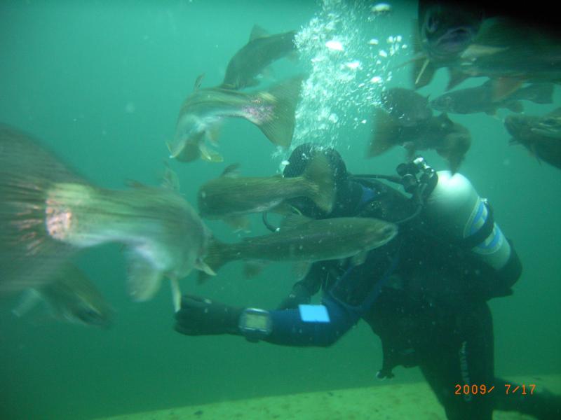 Feeding the Fish at Gilboa