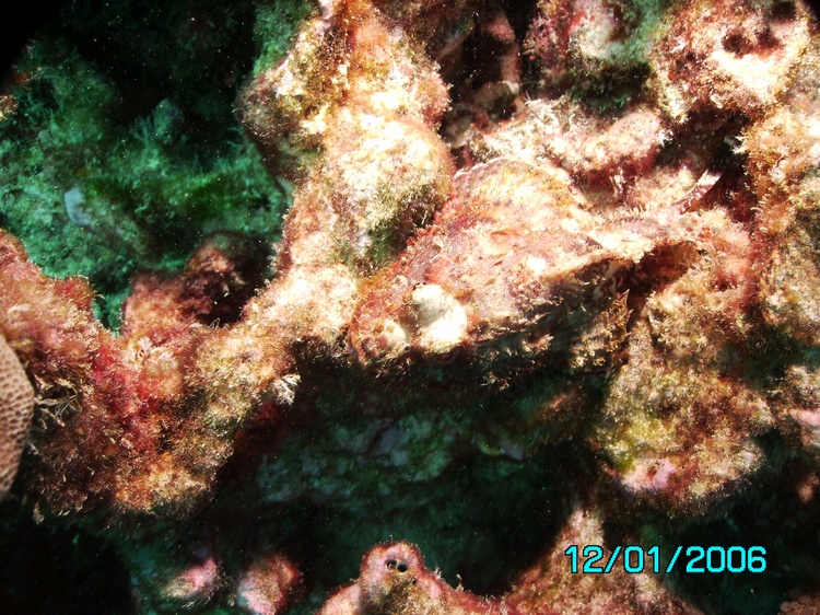 Scorpionfish