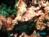 Scorpionfish