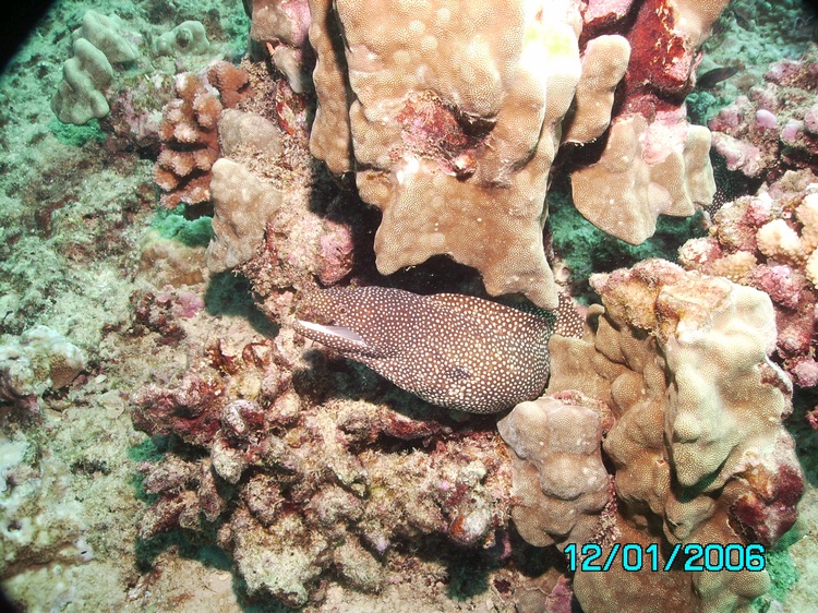 White Mouthed Eel