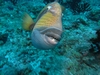 Titan Triggerfish