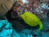 Yellow Boxfish