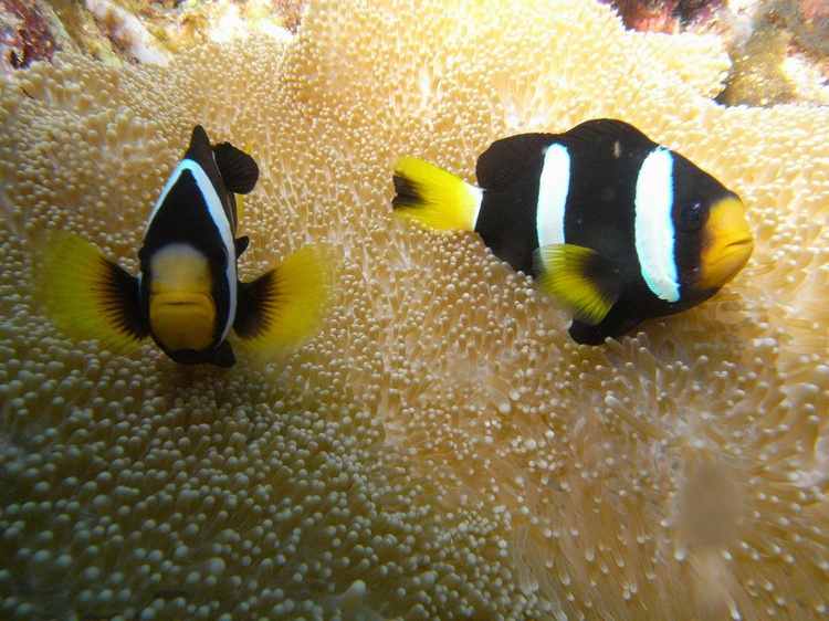 Yellow-tail Anemonefish
