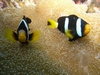 Yellow-tail Anemonefish