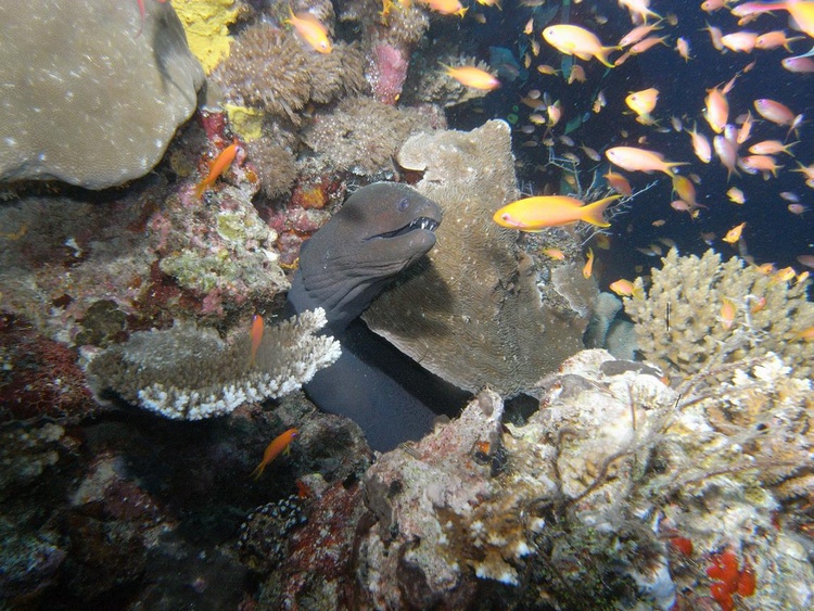 Moray