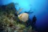 Angelfish