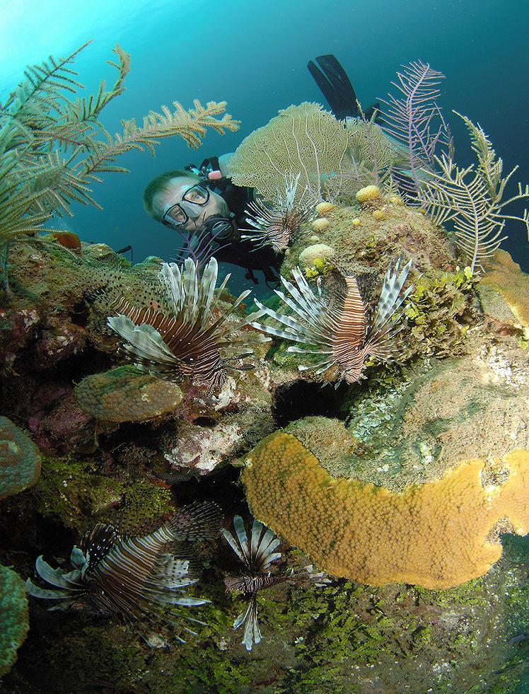Lionfish