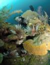 Lionfish