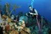 Lionfish