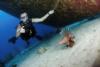 Lionfish