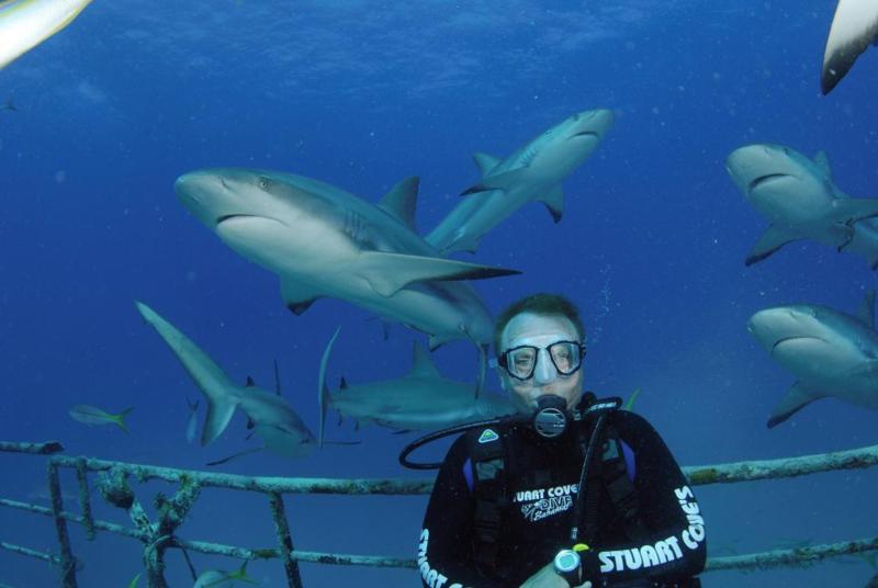 Shark Dive