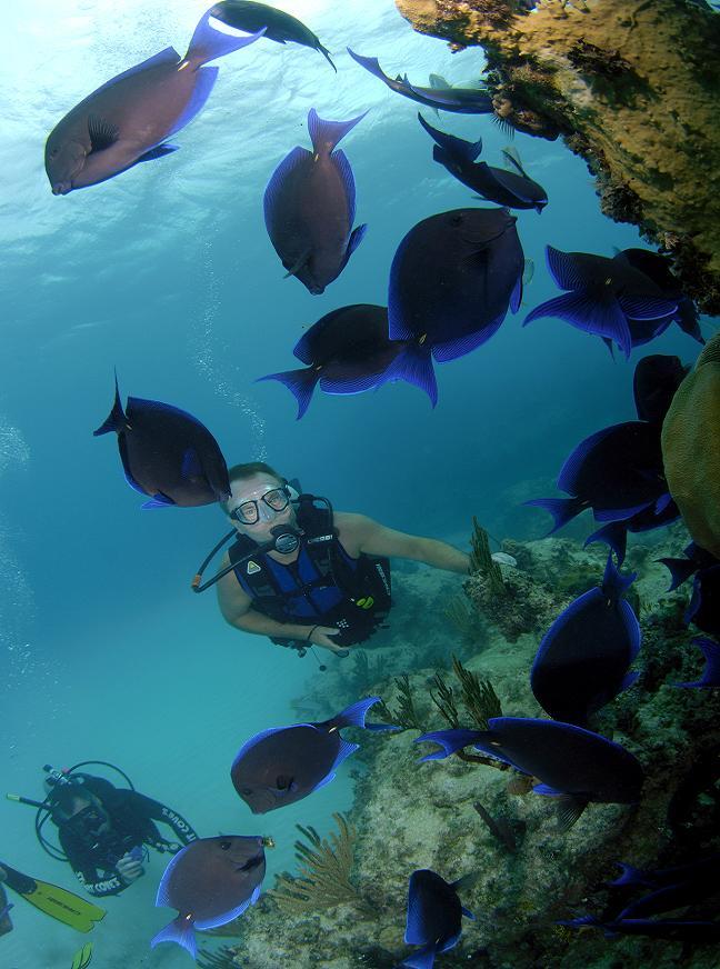 Blue Tang