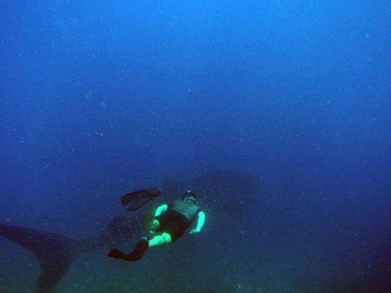 Joe and Whale shark