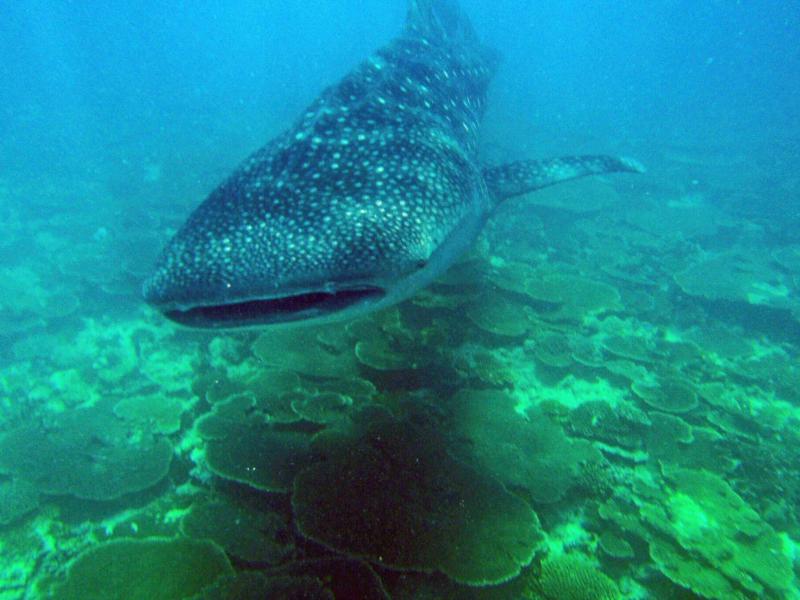 Whale shark