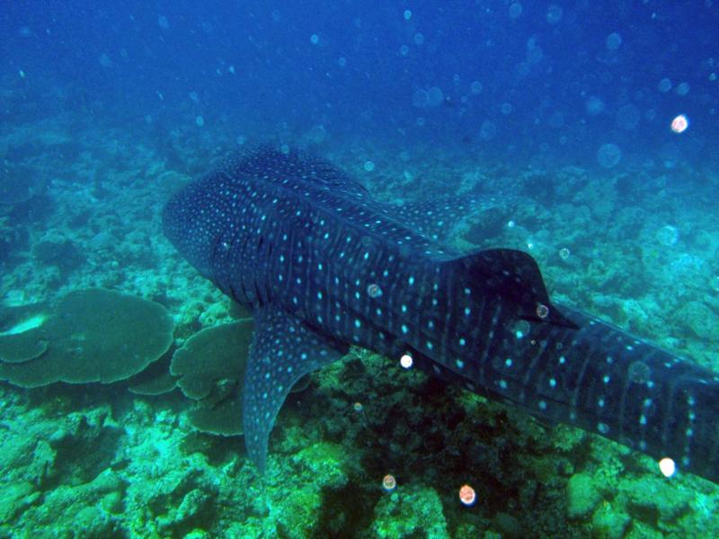 Whale shark