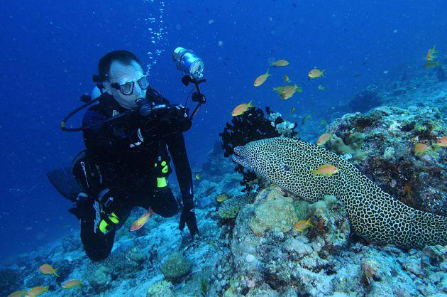 Honeycomb Moray eel