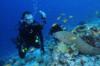 Honeycomb Moray eel