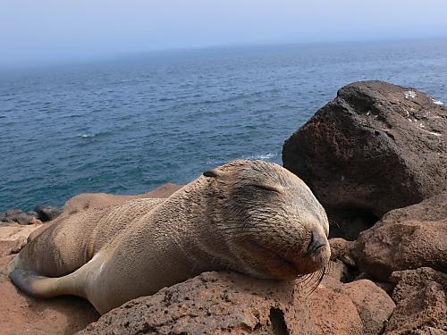 Sea Lion, Galapagos Islands