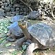 Tortoise, Galapagos Islands