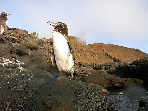 Galapagos penguin