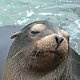 Galapagos Sea lion