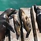 Sea lion family taking a nap