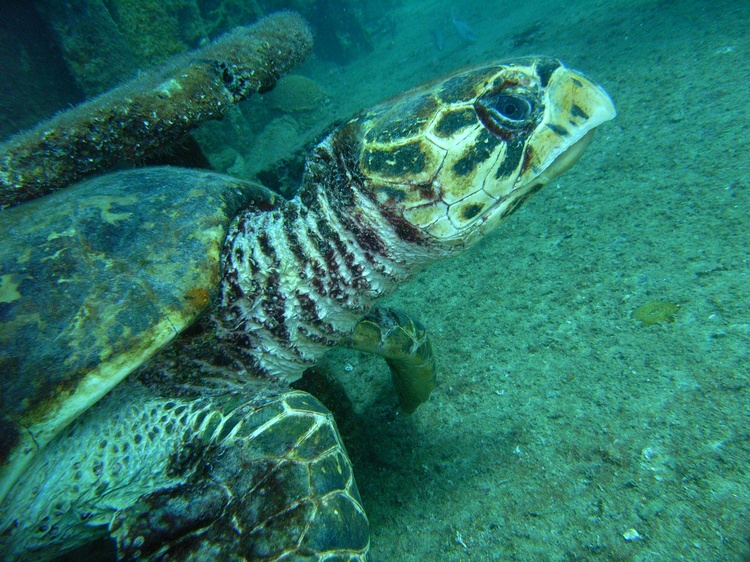 Barbados