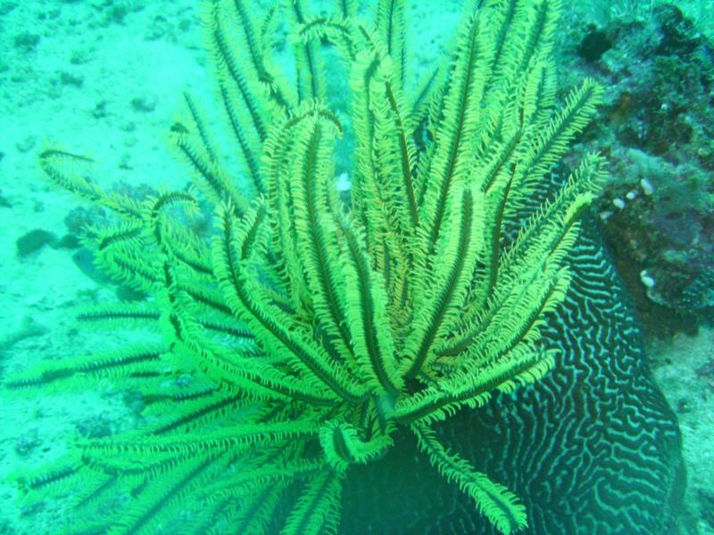 feather coral