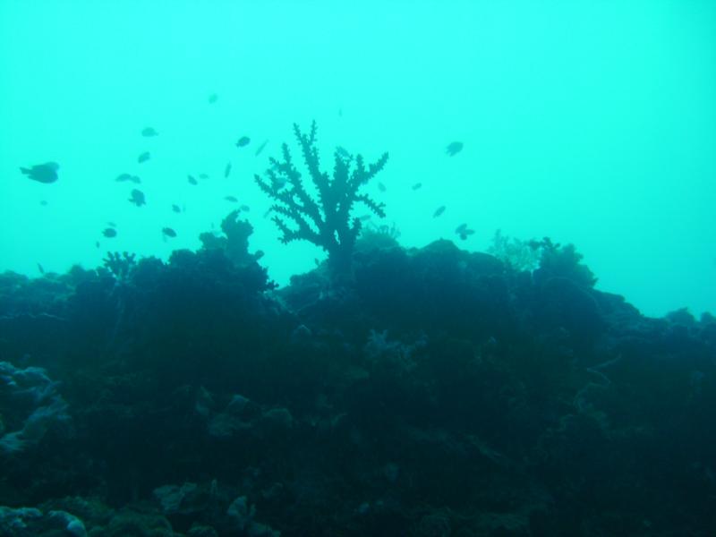 looking up from 90 ft Sogod bay