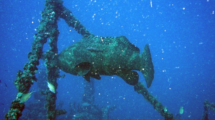 Goliath Grouper