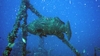 Goliath Grouper