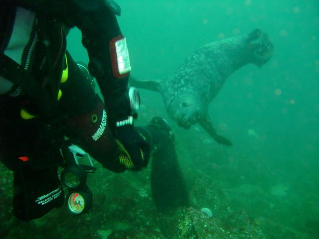 farnes seal after my fins