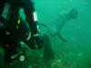 farnes seal after my fins