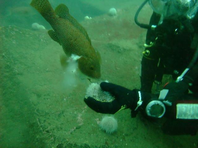 hand feeding wrasse