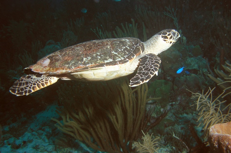 Hawksbill Bonaire 08