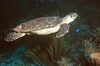 Hawksbill Bonaire 08