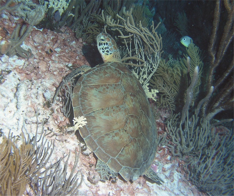 Green Turtle Bonaire08