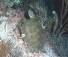 Green Turtle Bonaire08