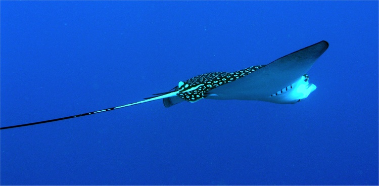 Bonaire Eagel