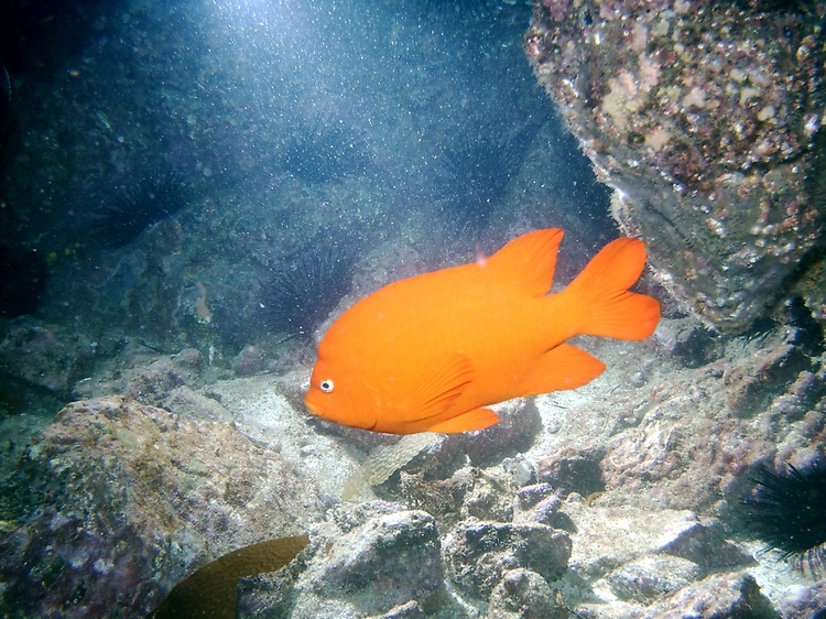 California`s Native Fish