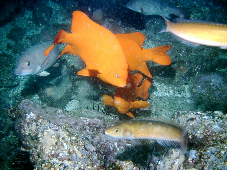 Feeding the Fish