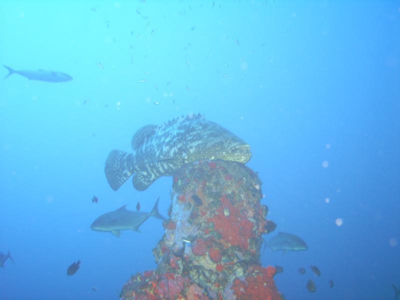 Grouper above the MS Rhein at 220 FSW