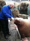 Feeding Nuka at NY Aquarium