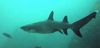 White Tipped Reef Shark in Shark Alley off NW Costa Rica