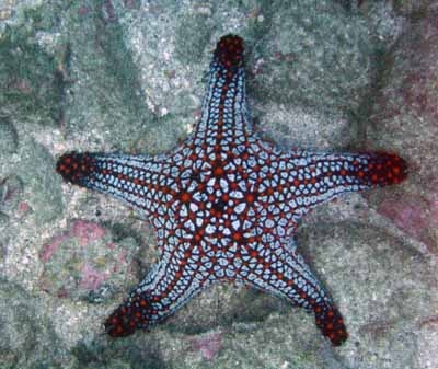 Pretty red spotted Star Fish off the West Coast of Costa Rica
